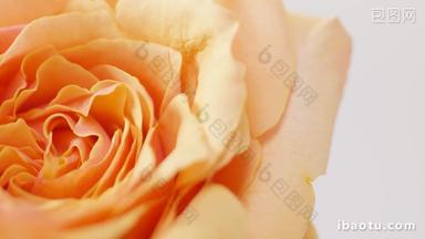 护肤品化妆品素材 玫瑰鲜花实拍